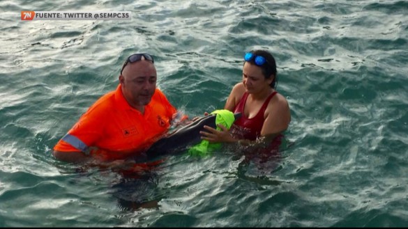 Rescatan a una cría de delfín débil de una playa del Mar Menor y muere horas después