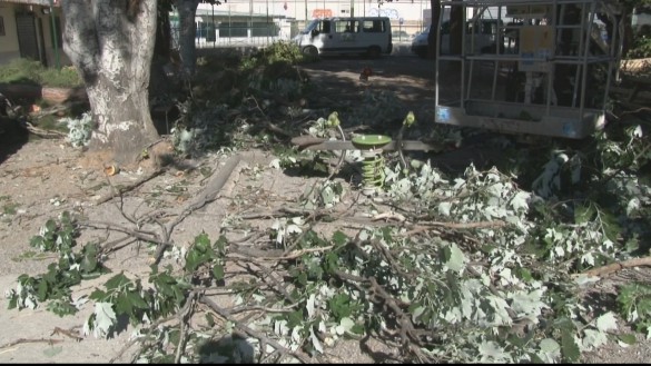Una gran rama de árbol se desploma sobre un parque infantil en Cartagena