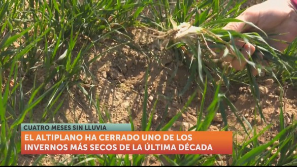 El Altiplano da por perdida la cosecha de cereal tras cuatro meses sin lluvia