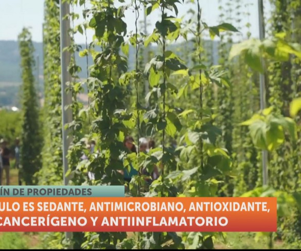 El lúpulo, una planta trepadora con infinidad de propiedades
