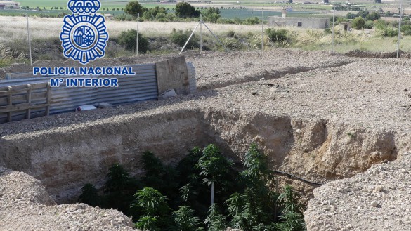 Cae un punto de venta de droga en Yecla con dos detenidos y 39 plantas de marihuana