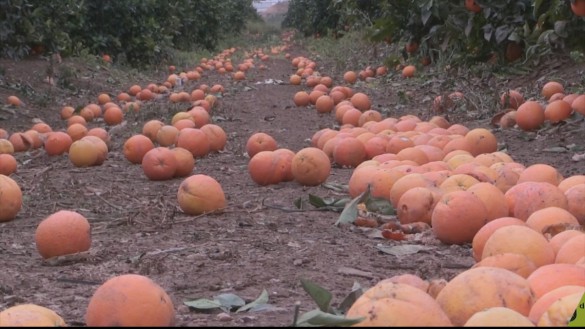 Un acuerdo entre la UE y Sudáfrica hace desplomarse el precio en origen de las naranjas