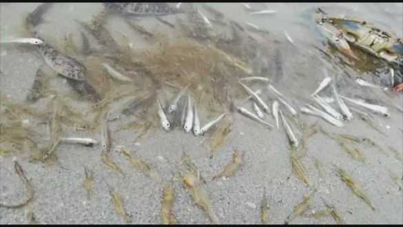 Bandera roja en la playa de Villananitos (San Pedro) tras hallarse numerosos peces muertos