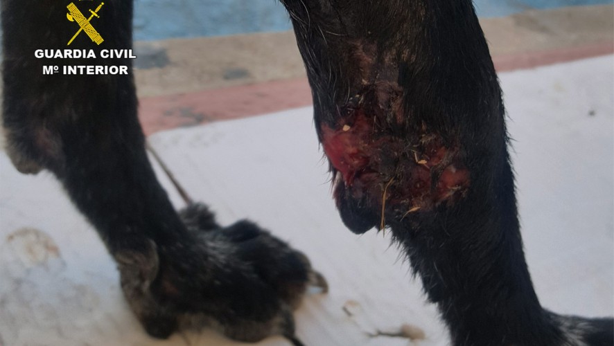 Abandona en una gasolinera en Librilla a su perra con heridas graves