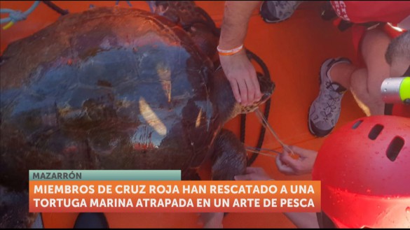 Rescatan a una tortuga marina enganchada en un arte de pesca en Mazarrón