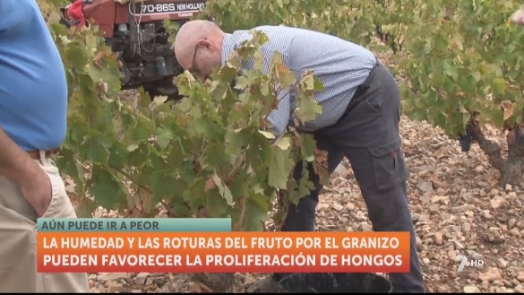 El granizo destroza parte de la cosecha en la Denominación de Origen Bullas