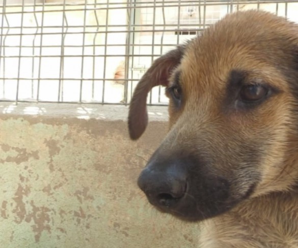 La PolicÃa de Cartagena busca al individuo que tiró a tres perros a una balsa de alquitrán