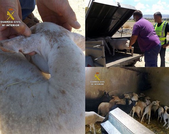La Guardia Civil esclarece el robo de una treintena de corderos en fincas ganaderas de Lorca