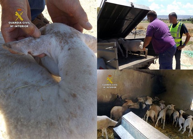 La Guardia Civil esclarece el robo de una treintena de corderos en fincas ganaderas de Lorca