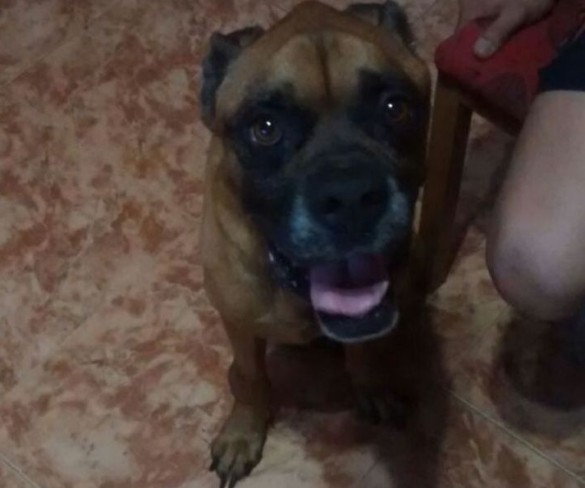 La PolicÃa Local rescata a tres perros abandonados en la galerÃa de una vivienda