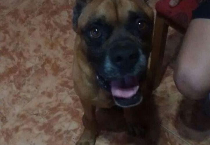 La Policía Local rescata a tres perros abandonados en la galería de una vivienda