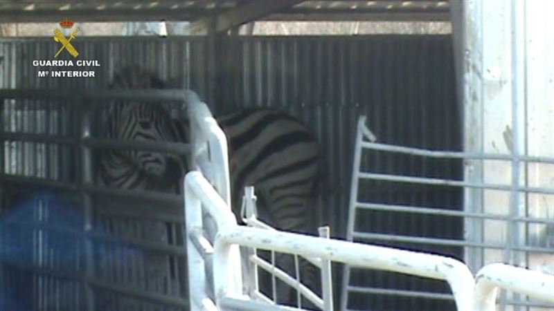 Seprona desarticula una red que exportaba cebras enfermas a Dubai con documentación falsificada