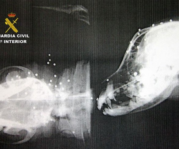 La Guardia Civil instruye diligencias a un cazador por disparar a dos perros