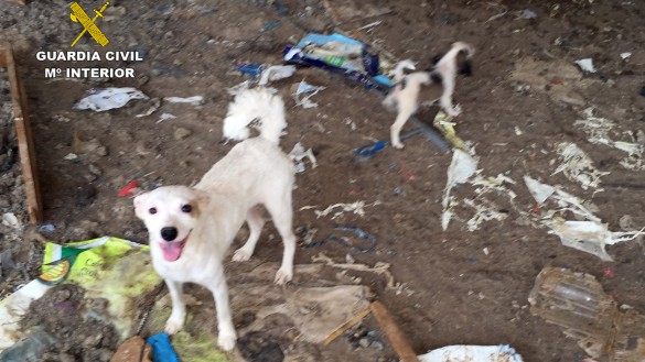 Investigan a una mujer que mantenÃa a más de 15 perros desnutridos