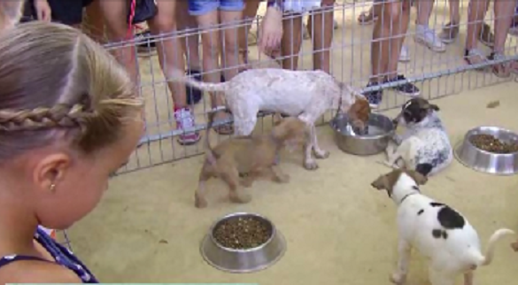 Una treintena de mascotas de la perrera municipal encuentra un nuevo hogar