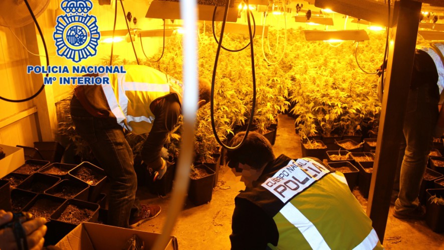 Detenidos los 9 miembros de una banda que cultivaba marihuana en la Región y la vendía en Europa