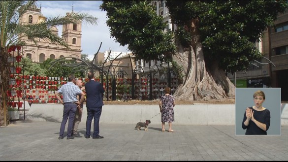 La caÃda del emblemático ficus de la murciana plaza de Santo Domingo cumple dos años