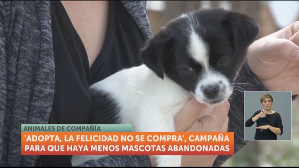 ‘Adopta, la felicidad no se compra’, campaña que promueve la adopción de mascotas