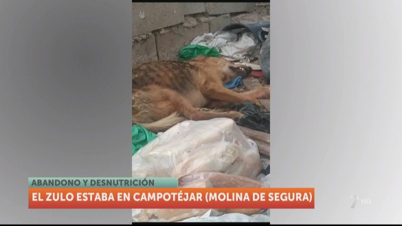 Investigan por maltrato en Molina al dueño de dos perros que hallaron agonizantes