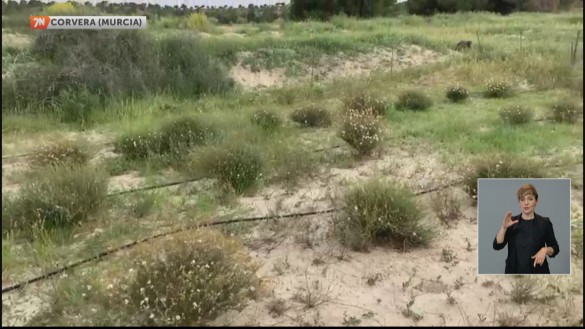 La Región de Murcia, pionera en el cultivo de trufa del desierto