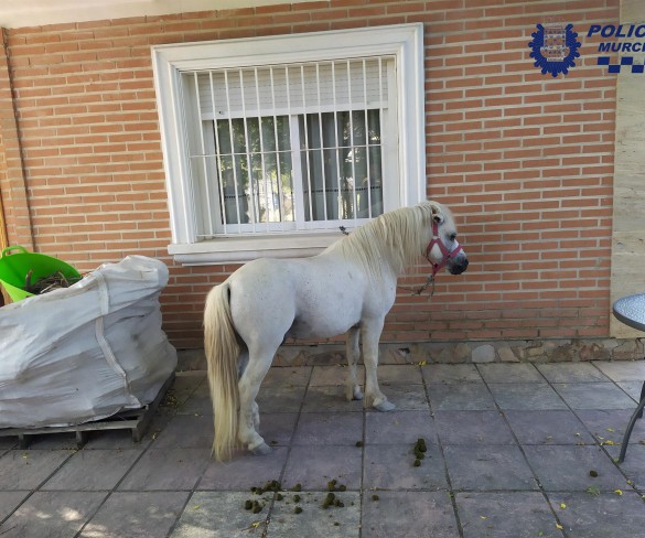 La PolicÃa Local de Murcia localiza a un poni que deambulaba por la calzada en Aljucer