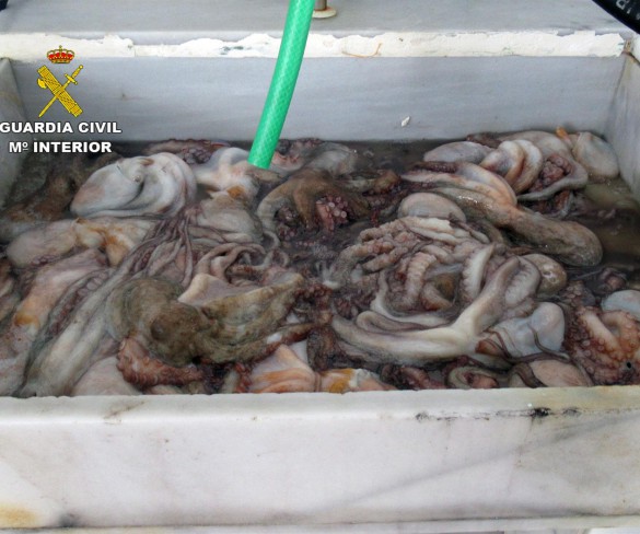 La Guardia Civil se incauta de 20 kilos de pulpo en Mazarrón